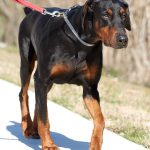 Avocado The Dog: Avocado Dog