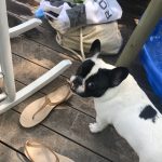 Deb Takes Alfie And Braidy To The Pool: Alfie at the pool. 