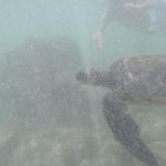 #TBTwJnD Jason's Past Hawaiian Vacations : turtle 