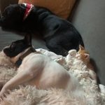 One Big O’Keefe Family: Deb's dog Braidy, Frenchie Alfie and new kitten laying down on the couch. 