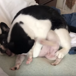 #TBTwJnD Alfie's Debut! : Alfie and George Fighting 