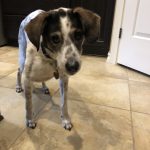 George O’Keefe's First Trip To San Antonio: Deb's cat George in the car with Deb on the way to San Antonio. 