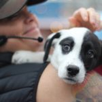 Puppy Bowl Pics: Puppy Bowl Pics