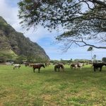 Deb's Hawaiian Holiday : Horses! 