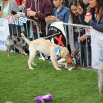 Puppy Bowl Pics: Puppy Bowl Pics