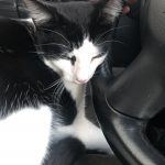 George O’Keefe's First Trip To San Antonio: Deb's cat George in the car with Deb on the way to San Antonio. 