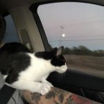 George O’Keefe's First Trip To San Antonio: Deb's cat George in the car with Deb on the way to San Antonio. 