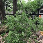 Anybody Need Some Bush?