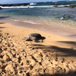 Deb's Hawaiian Holiday : Big sea turtle! 