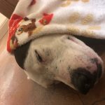 Sleep Tight Blue Boy : Image of Deb's dog blue with a blanket over his head as he is sleeping 