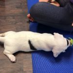 Puppy Yoga: A 