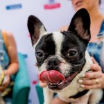 Deb And Alfie At Pup Fest : Alfie at pup fest licking his lips. 