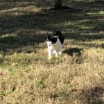 George O’Keefe's First Trip To San Antonio: Deb's cat George in the car with Deb on the way to San Antonio. 