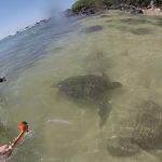 #TBTwJnD Jason's Past Hawaiian Vacations : turtles 