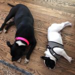 Cuddles With Braidy And Alfie: Deb