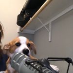 Waffles On The VA Beach Radio Show Mic: Jason’s roommate Gil's new dog Waffles near mic 