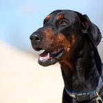 Avocado The Dog: Avocado Dog