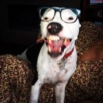 Glasses on Blue. : Blue in the middle of a yawn with a pair of glasses. 