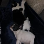 #TBTwJnD Alfie's Debut! : Alfie and George Cuddling 