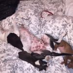 Puppy Snuggles With A Doggy Belly