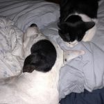 Blue and George : Blue and George after Blue getting his leg amputated. 