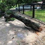 What's Going Down In Deb's Neighborhood?: A broken fallen tree in front of Deb's house. 