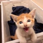  Deb's New Adorable Friend: Deb's new cat in a box meowing. 