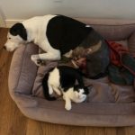 Blue and George : Blue and George after Blue getting his leg amputated. 