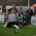 Puppy Bowl Pics: Puppy Bowl Pics. 