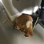 Waffles Rolling Around : Jason’s roommate Gil's new dog Waffles 