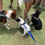 Pup Fest Pics : Three dogs at the Amazon Treasure Truck Pup Fest. 