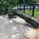 What's Going Down In Deb's Neighborhood?: A fallen tree in front of Deb's house. 