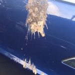 That's Just Gross : Something on the side of Jason's car. 