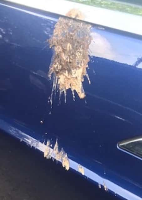 jason_poop_car_-_copy