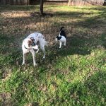 George O'Keefe And His New Friend Playing In San Antonio: George O'Keefe And His New Friend Playing In San Antonio