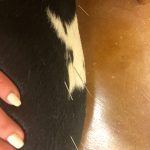 Blue's Doggy Acupuncture: Image of Deb's dog blue with pine needles sticking on his back 