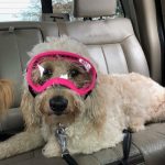 Trixie The Wonder Dog Got Doggles: Trixie The Wonder Dog Got Doggles