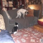 George O’Keefe's First Trip To San Antonio: Deb's cat George in the car with Deb on the way to San Antonio. 