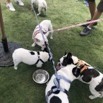 Pup Fest Pics :  Five Frenchies playing at the Amazon Treasure Truck Pup Fest surrounding a bowl. 