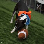 Puppy Bowl Pics: Puppy Bowl Pics