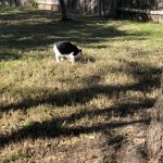 George O’Keefe's First Trip To San Antonio: Deb's cat George playing out side in San Antonio. 