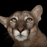 Florida Panther Puma: © Photo by Joel Sartore/National Geographic Photo Ark