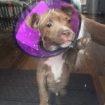 THE CONE OF SHAME