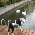 Mum what are those?: Deb's dog Blue standing on a dock looking at some swans in the water