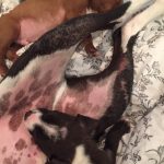 Just A Bit Of Doggy Taint