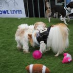 Puppy Bowl Pics : Puppy Bowl Pics 