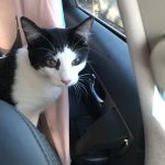 George O’Keefe's First Trip To San Antonio: Deb's cat George in the car with Deb on the way to San Antonio. 