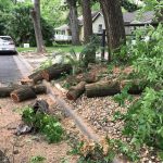 Deb's Dropping Logs All Over