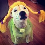 Blue dressed up for Easter. : Blue with a green dress and orange wig for Easter. 