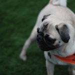 Puppy Bowl Pics: Puppy Bowl Pics. 